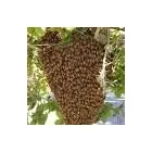 Maatskappy 3 beeld AAA BEE REMOVALS Wasp Removal in Meyerton GP