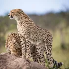 Maatskappy 2 beeld AFRICAN BUDGET SAFARIS Southern Africa travel deals in Cape Town WC