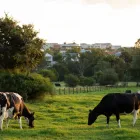 Business 73 image AFRICAN PRIDE IRENE COUNTRY LODGE, AUTOGRAPH COLLECTION® protea hotels african pride in Pretoria GP