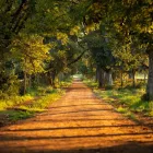 Business 79 image AFRICAN PRIDE IRENE COUNTRY LODGE, AUTOGRAPH COLLECTION® protea hotels african pride in Pretoria GP