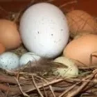 Business 42 image BACK TO OUR ROOTS DR FARUKU HERBALIST HEALER & FOTUNE TELLER !! Wealth Spells Online in Germiston GP