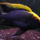 Business 1 image CICHLID WAREHOUSE Lake Victoria Cichlids in Krugersdorp GP