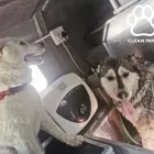 Maatskappy 1 beeld CLEAN PAWS Pet Shops in Johannesburg GP