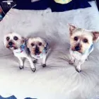 Maatskappy 2 beeld CLEAN PAWS Pet Shops in Johannesburg GP