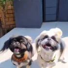 Maatskappy 3 beeld CLEAN PAWS Pet Shops in Johannesburg GP