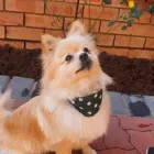 Maatskappy 4 beeld CLEAN PAWS Pet Shops in Johannesburg GP