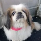 Maatskappy 5 beeld CLEAN PAWS Pet Shops in Johannesburg GP