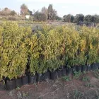 Business 1 image DAGBREEK KWEKERY Nurseries in Westonaria GP