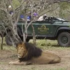 Maatskappy 1 beeld DOT TRAVEL Wild Animals in Nelspruit MP