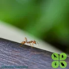 Maatskappy 8 beeld DPEST PEST CONTROL SERVICES Wasps in Cape Town WC