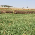 Business 3 image ECOTURF INSTANT LAWN Lawndressing in Krugersdorp GP