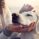 Business 1 image EFEKTO Termite Control in Johannesburg GP