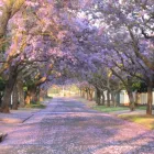 Business 2 image [EMAIL PROTECTED] GUESTHOUSE Guest House in Pretoria GP