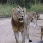 Business 1 image HARMAM GLOBAL TRAVEL & TOURS Safaris in Johannesburg GP