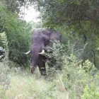 Business 2 image HARMAM GLOBAL TRAVEL & TOURS Safaris in Johannesburg GP