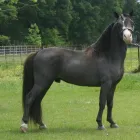 Business 1 image HORSE FOR SALE WHATSAPP +27734531381 Livestock in Cape Town WC