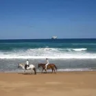 Maatskappy 5 beeld HORSEBACK BEACH ADVENTURES Riding in Durban KZN