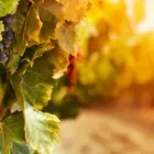 Maatskappy 4 beeld KAYO FINE CHEMICALS Chemical Manufacturers And Suppliers in Germiston GP