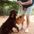 Business 3 image L E WOOF DOG GROOMING Dogs in Mokopane LP