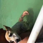 Business 1 image L E WOOF DOG GROOMING Dogs in Mokopane LP