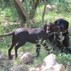 Business 4 image L E WOOF DOG GROOMING Dogs in Mokopane LP