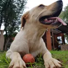 Business 6 image L E WOOF DOG GROOMING Dogs in Mokopane LP