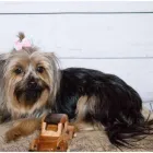 Business 9 image L E WOOF DOG GROOMING Dogs in Mokopane LP