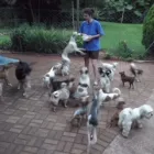 Business 10 image L E WOOF DOG GROOMING Dogs in Mokopane LP