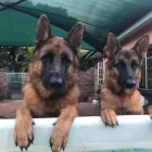 Business 13 image L E WOOF DOG GROOMING Dogs in Mokopane LP