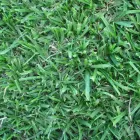 Maatskappy 5 beeld LAWNKING GARDENS® | TREE FELLING & INSTANT LAWN RANDBURG Tree Felling Or Stump Removal in Randburg GP