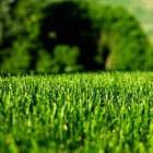 Maatskappy 7 beeld LAWNKING GARDENS® | TREE FELLING & INSTANT LAWN RANDBURG Tree Felling Or Stump Removal in Randburg GP