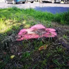 Maatskappy 15 beeld LAWNKING GARDENS® | TREE FELLING & INSTANT LAWN RANDBURG Tree Felling Or Stump Removal in Randburg GP