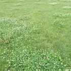 Maatskappy 17 beeld LAWNKING GARDENS® | TREE FELLING & INSTANT LAWN RANDBURG Tree Felling Or Stump Removal in Randburg GP