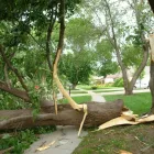 Maatskappy 20 beeld LAWNKING GARDENS® | TREE FELLING & INSTANT LAWN RANDBURG Tree Felling Or Stump Removal in Randburg GP