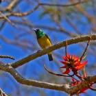 Maatskappy 1 beeld LOST TRAIL BED AND BREAKFAST Accommodation Establishments in Nelspruit MP