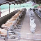 Maatskappy 14 beeld LURIWARE (PTY) LTD CONSULTING AGRICULTURAL ENGINEERS Livestock Housing Designers in Pretoria GP