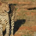 Maatskappy 3 beeld MADIKWE SAFARI SOUTH AFRICA-THE ROYAL MADIKWE Safaris in Zeerust NW
