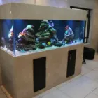 Business 1 image MARINE MANAGEMENT AQUARIUMS Sandton in Johannesburg GP