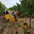 Business 1 image MITRE'S EDGE WINE ESTATE Wines in Stellenbosch WC