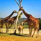 Business 1 image MONATENG SAFARI LODGE Accommodation - Hotels Lodges in Pretoria GP