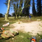 Maatskappy 7 beeld MOODLEY'S REMOVALS & TREE FELLING Tree Felling Or Stump Removal in Durban KZN