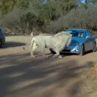 Business 1 image NDIZA TOURISM SERVICES Transfer in Kempton Park GP