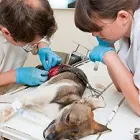 Maatskappy 8 beeld NEW SOUTH VETERINARY CENTRE Veterinary Medical Centre in Johannesburg GP