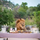 Business 2 image NHONGO SAFARIS Safari in Kruger Park in Johannesburg GP