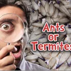 Maatskappy 1 beeld PESCOR PEST CONTROL Pest Problems in Port Elizabeth EC