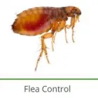 Business 15 image PEST CONTROL SPECIALISTS (TZANEEN) Tzaneen Pest control services specialists in Tzaneen ZAF