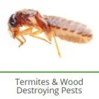 Business 16 image PEST CONTROL SPECIALISTS (TZANEEN) Tzaneen Pest control services specialists in Tzaneen ZAF