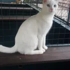 Business 2 image PETS PARADISE Pet Shops And Pet Requisites in Kempton Park GP