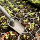 Business 2 image PLANTLAND MENLYN GARDEN CENTRE plant shop in Pretoria GP