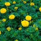 Business 6 image PLANTLAND MENLYN GARDEN CENTRE plant shop in Pretoria GP